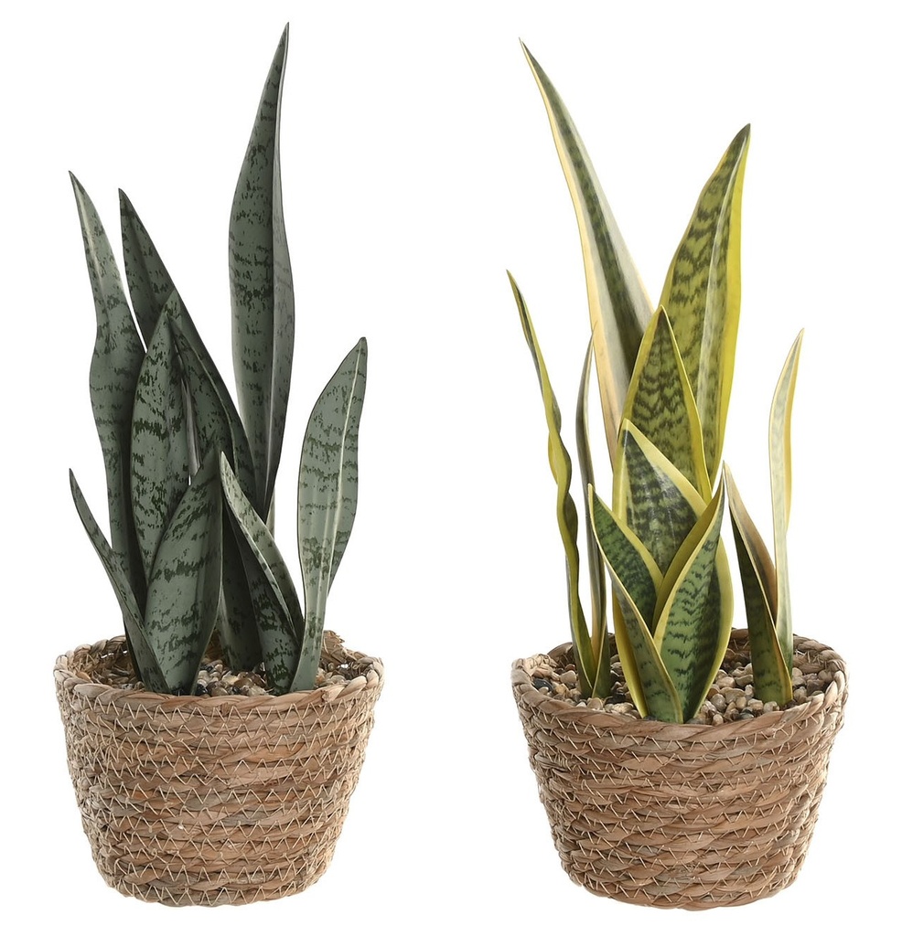 Planta de fibra con sansevieria, 2 diseños surtidos