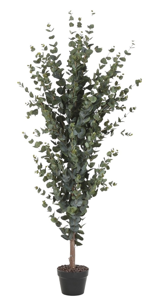 Árbol de eucalipto, verde